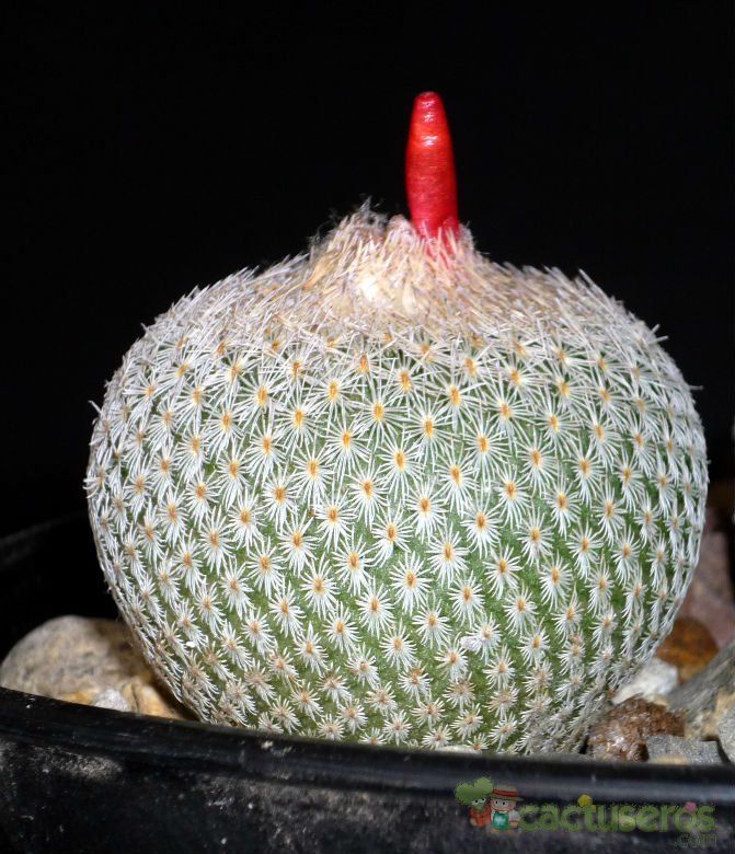 Una foto de Epithelantha micromeris
