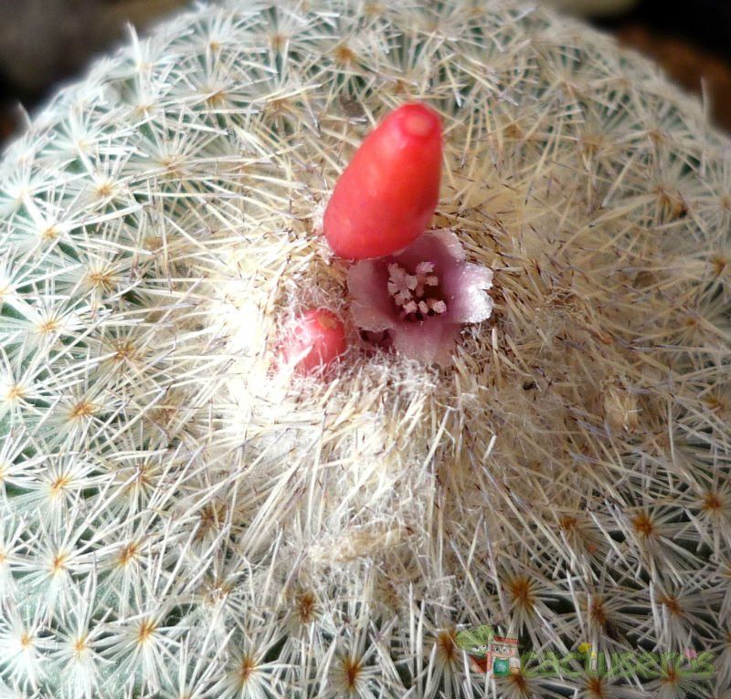 Una foto de Epithelantha micromeris