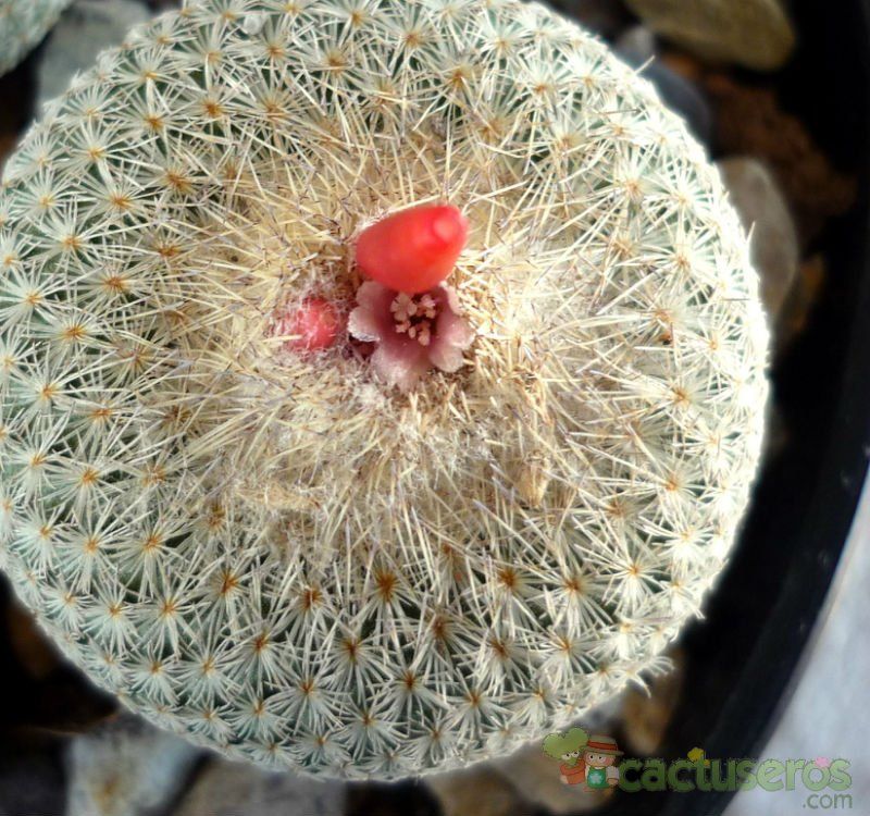 Una foto de Epithelantha micromeris