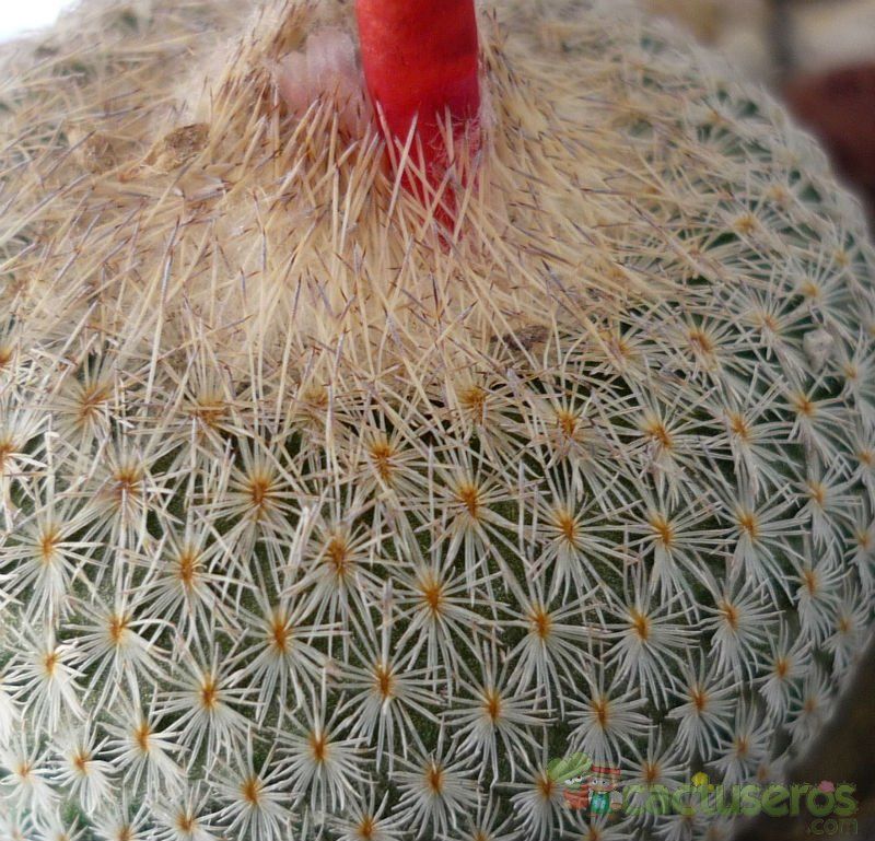 Una foto de Epithelantha micromeris