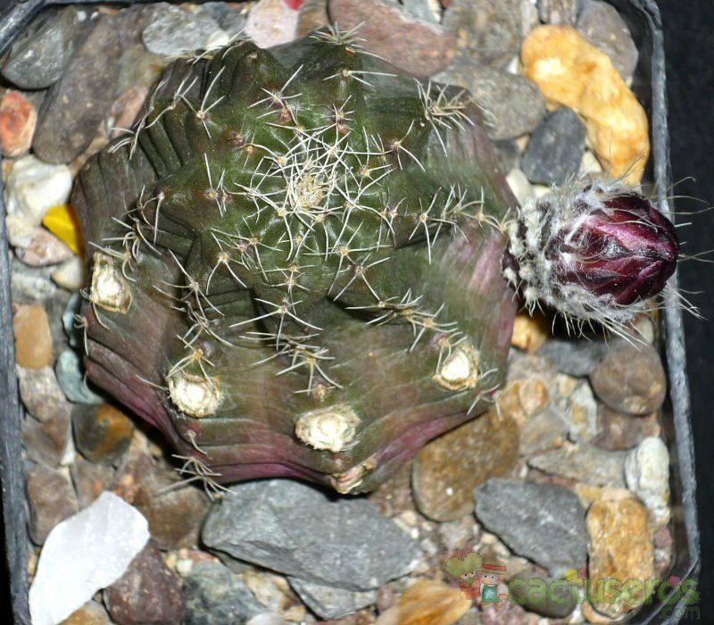Una foto de Echinocereus pulchellus