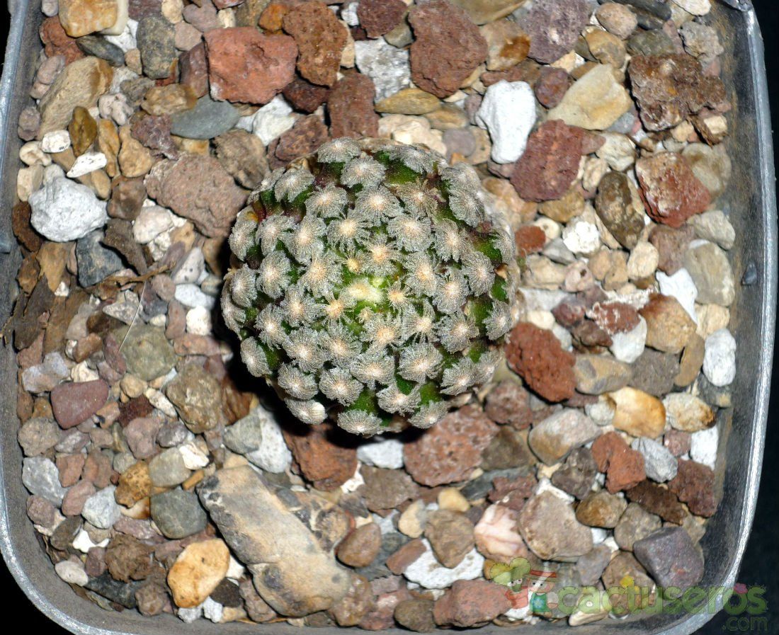A photo of Mammillaria theresae