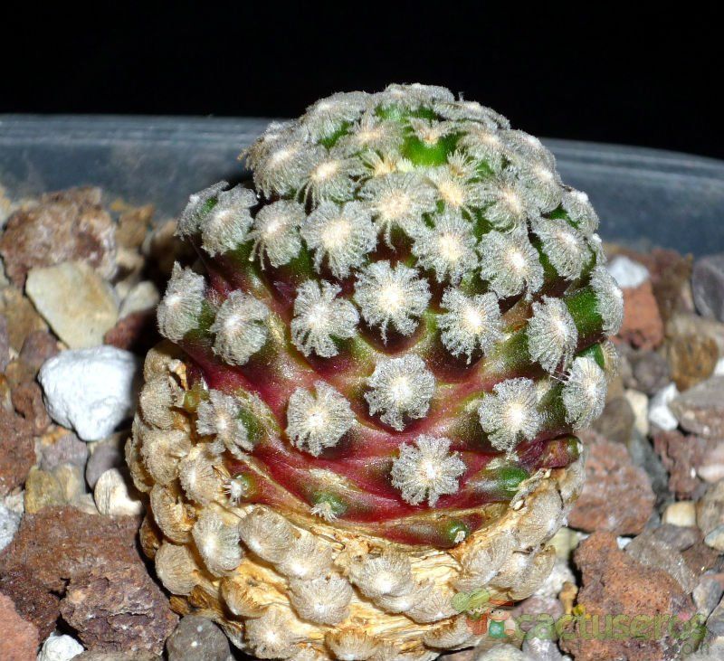 Una foto de Mammillaria theresae