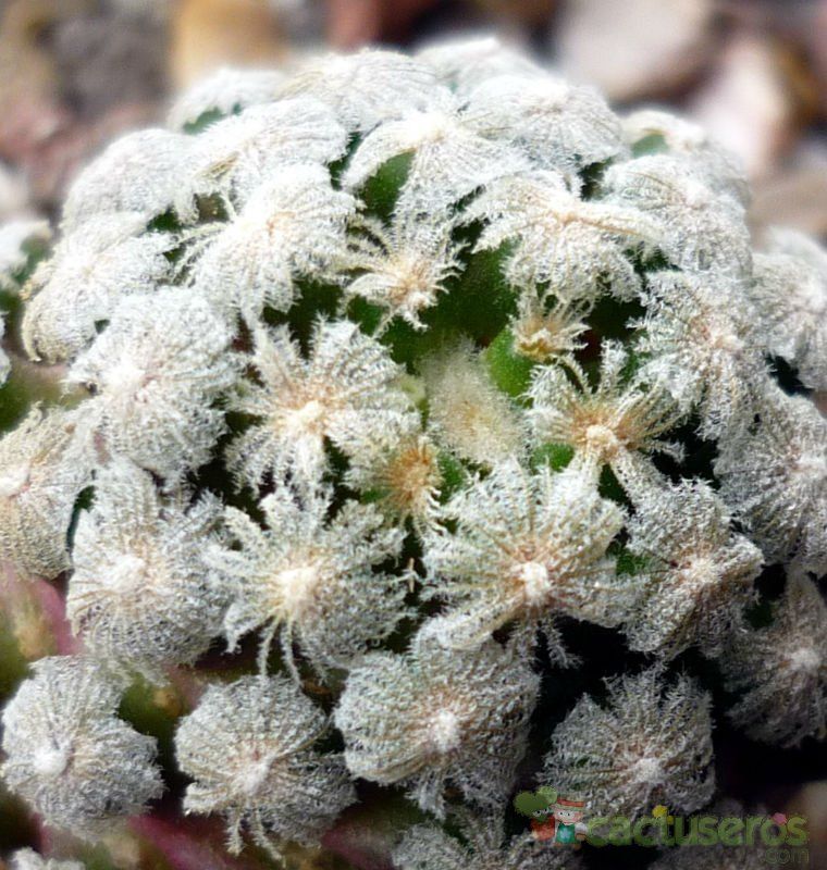 A photo of Mammillaria theresae