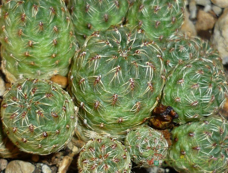 A photo of Sulcorebutia canigueralii  