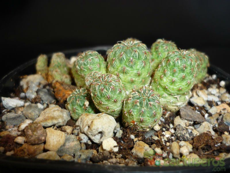 A photo of Sulcorebutia canigueralii  