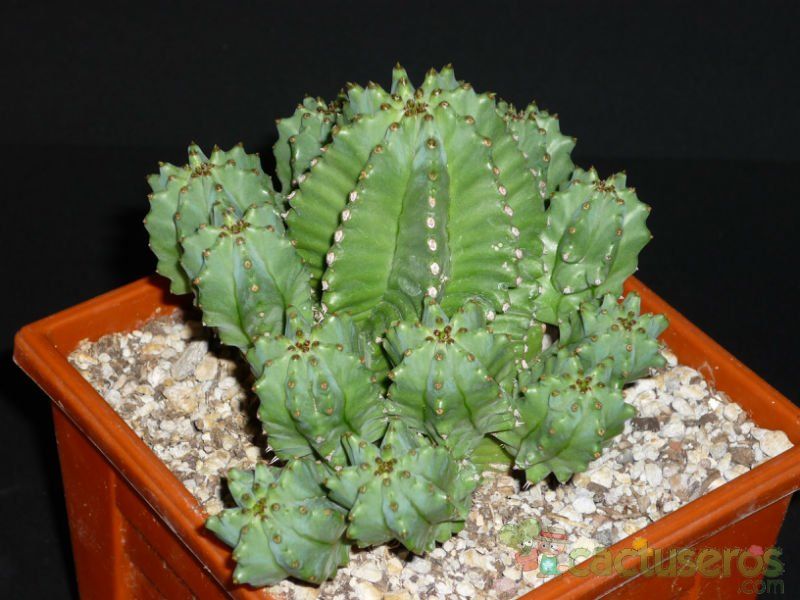 A photo of Euphorbia anoplia