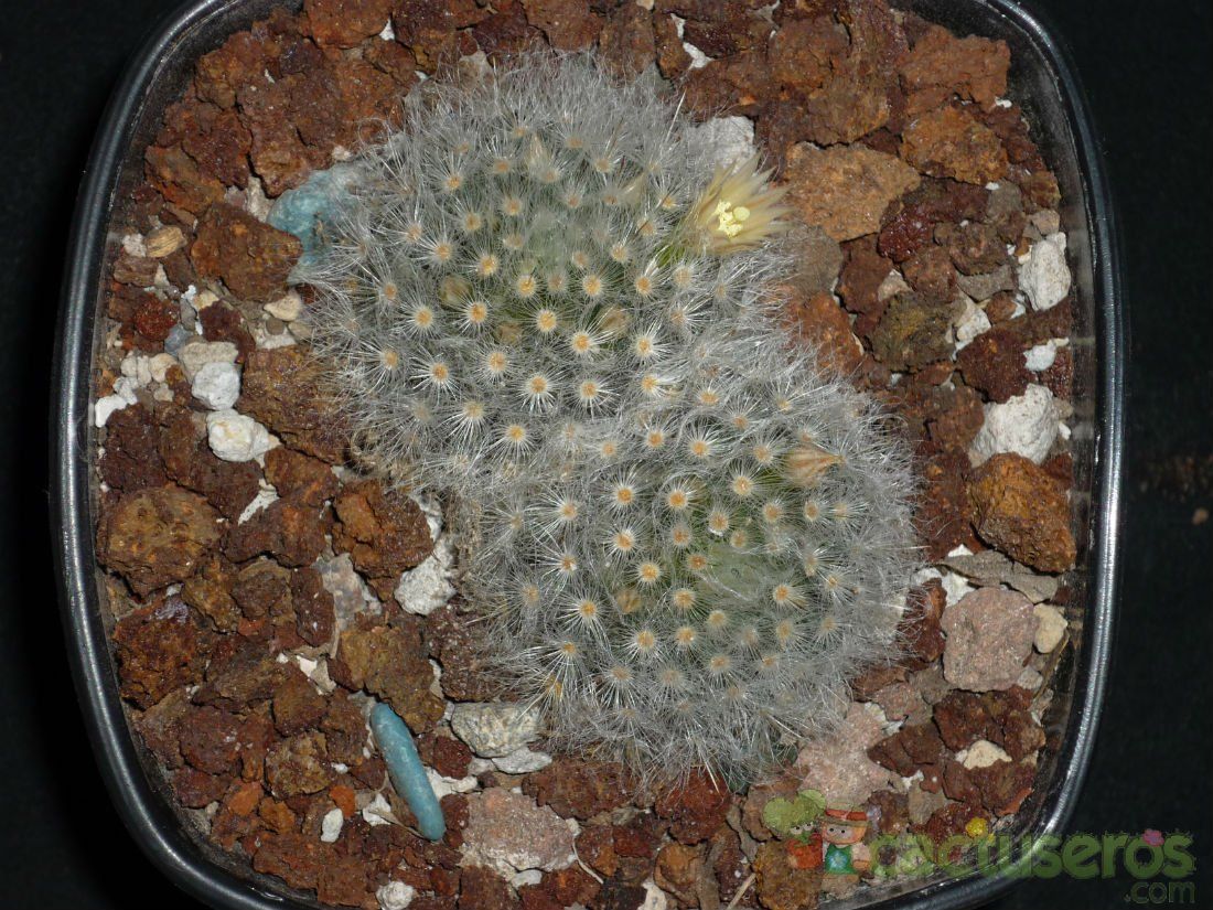 A photo of Mammillaria albicoma