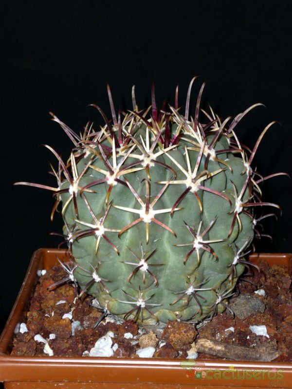 Una foto de Glandulicactus crassihamatus