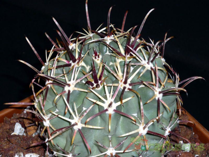 Una foto de Glandulicactus crassihamatus
