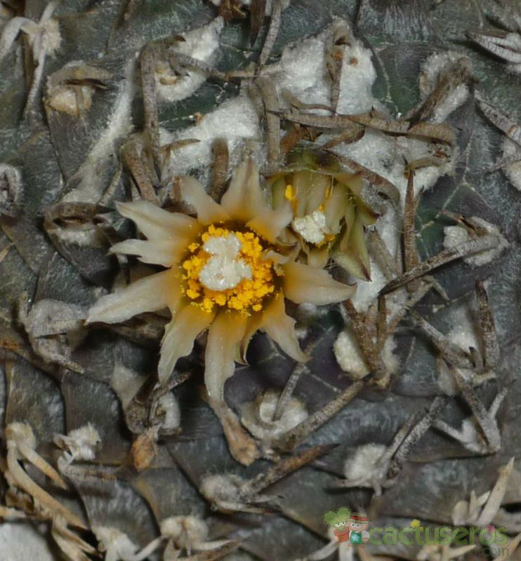 Una foto de Turbinicarpus schmiedickeanus ssp. flaviflorus