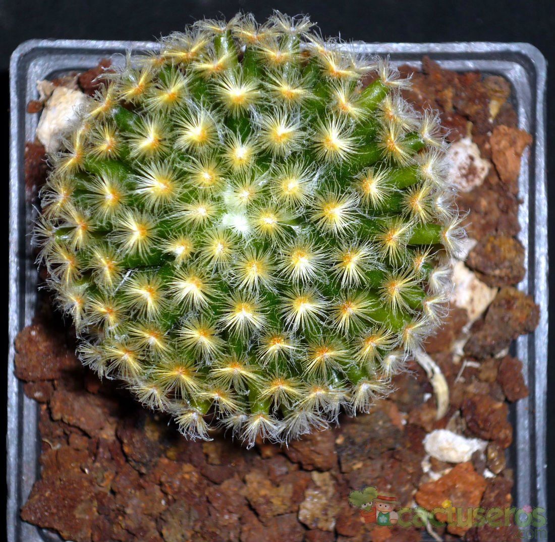 A photo of Mammillaria schiedeana