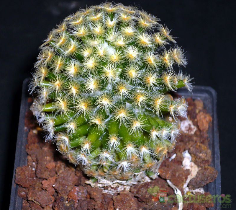 A photo of Mammillaria schiedeana
