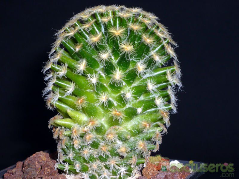 A photo of Mammillaria schiedeana