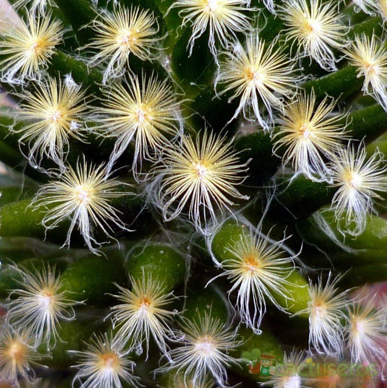A photo of Mammillaria schiedeana