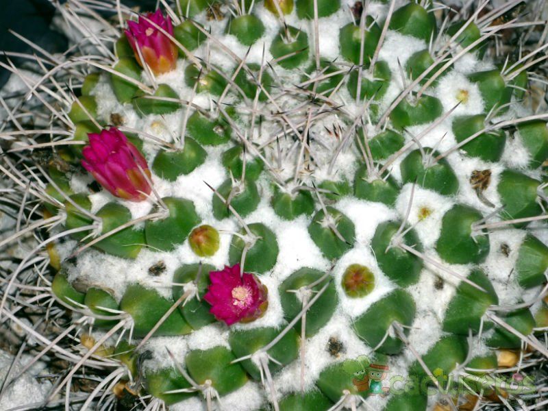 Una foto de Mammillaria compressa ssp centralifera