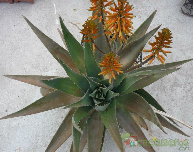 Una foto de Aloe vera