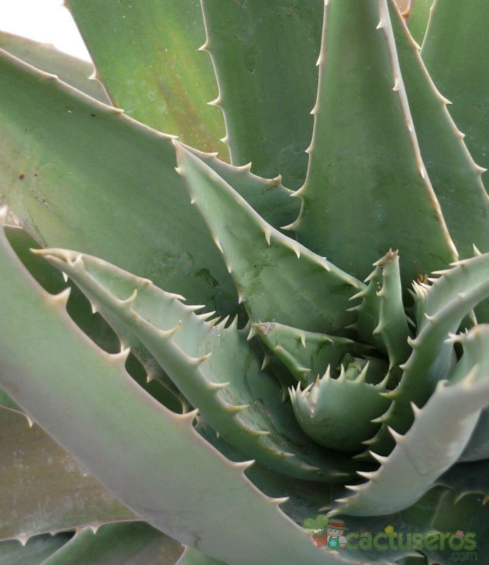 Una foto de Aloe vera