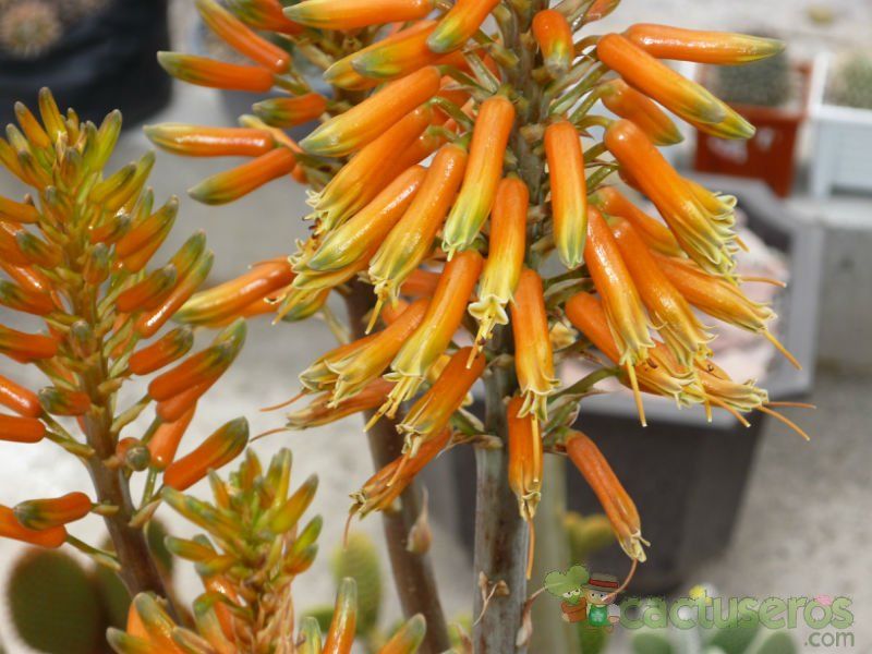 Una foto de Aloe vera