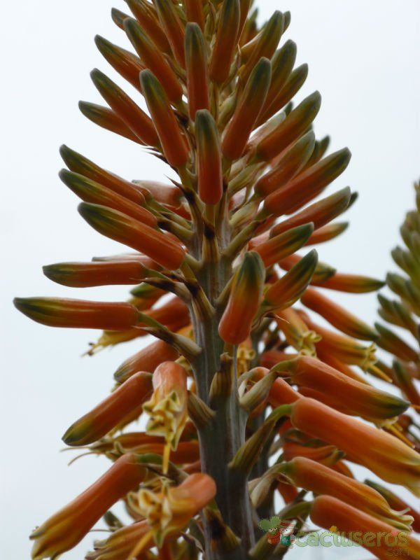 Una foto de Aloe vera