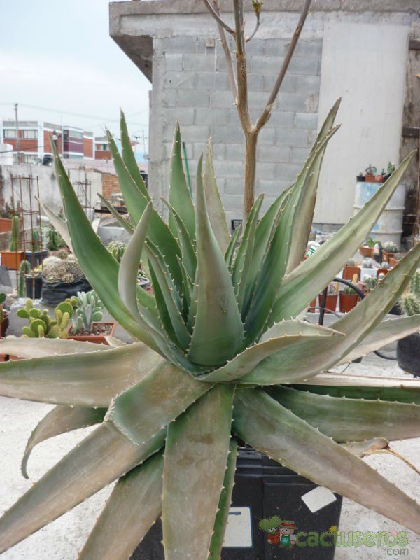 Una foto de Aloe vera