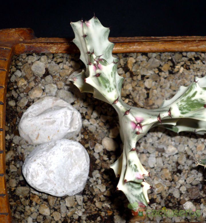 A photo of Euphorbia lactea cv. white ghost