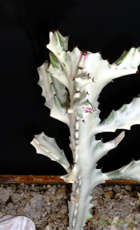 A photo of Euphorbia lactea cv. white ghost