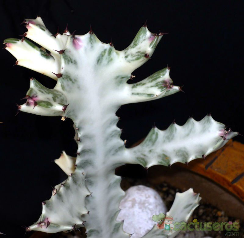 A photo of Euphorbia lactea cv. white ghost