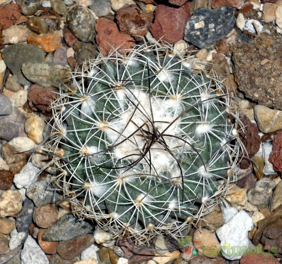Una foto de Turbinicarpus saueri