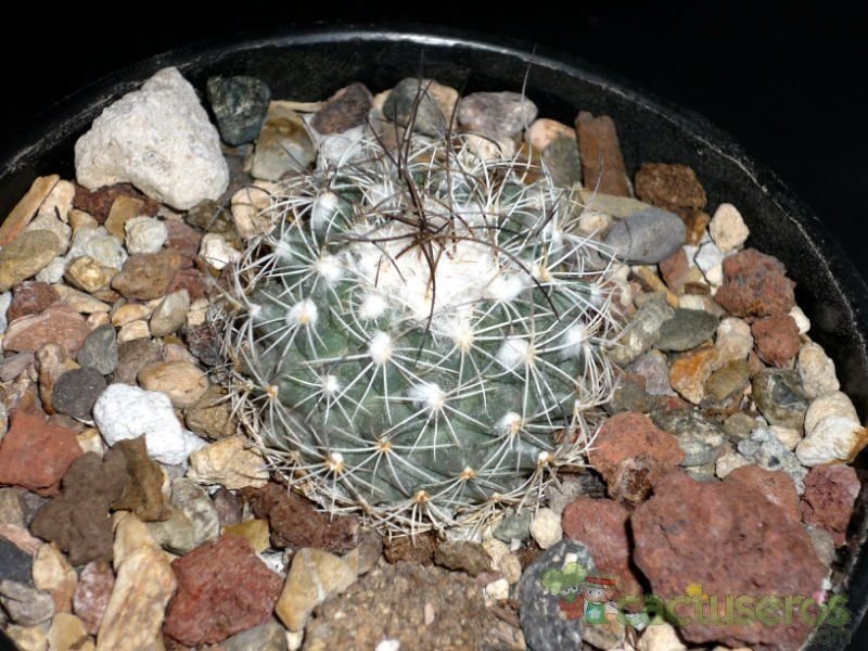 Una foto de Turbinicarpus saueri