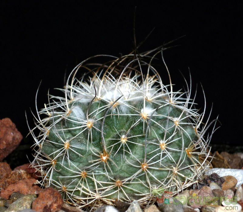 Una foto de Turbinicarpus saueri