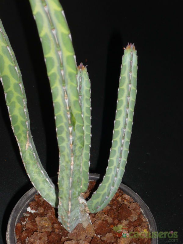 A photo of Euphorbia heterochroma
