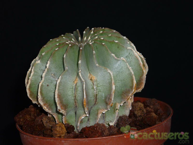 A photo of Geohintonia mexicana