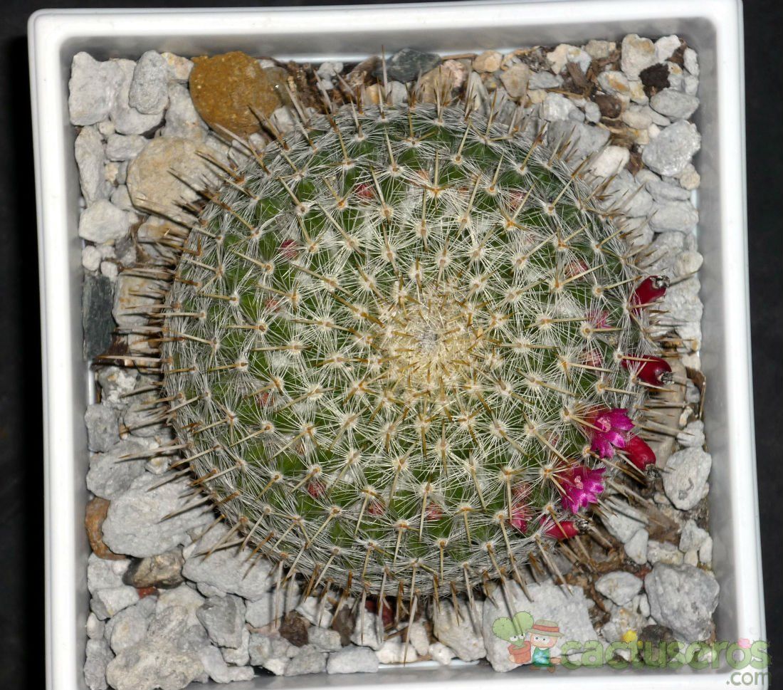 A photo of Mammillaria muehlenpfordtii