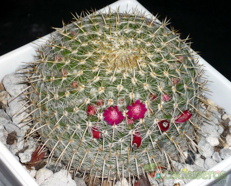 A photo of Mammillaria muehlenpfordtii