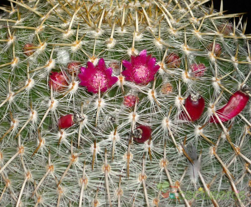 A photo of Mammillaria muehlenpfordtii