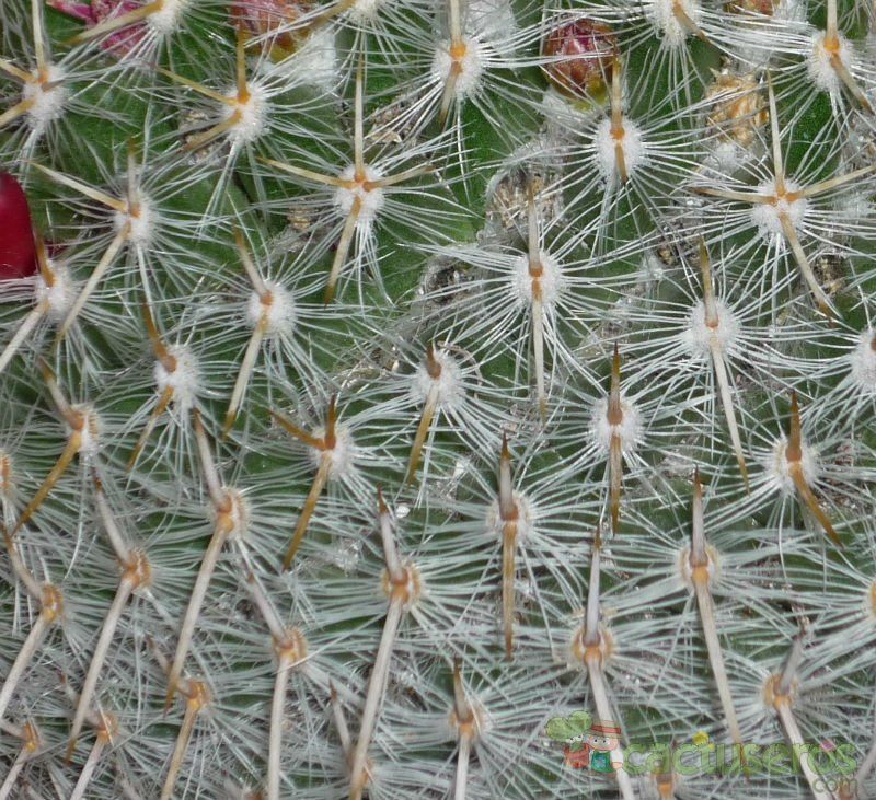 A photo of Mammillaria muehlenpfordtii