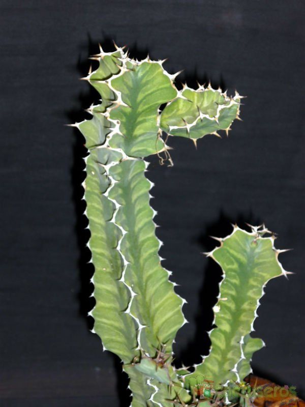 A photo of Euphorbia pseudocactus