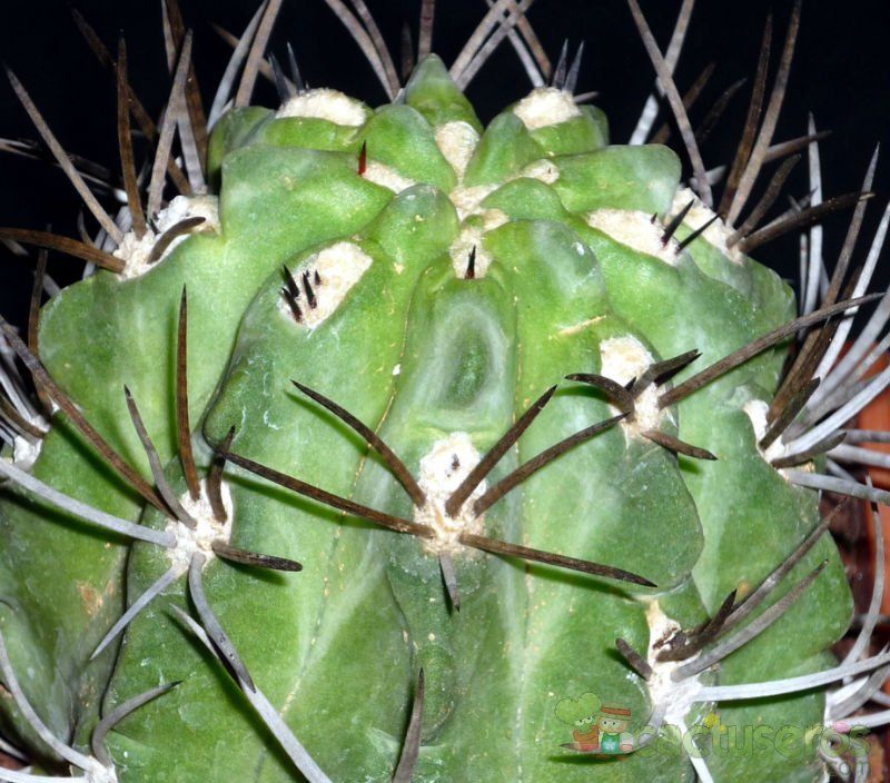 Una foto de Eriosyce paucicostata