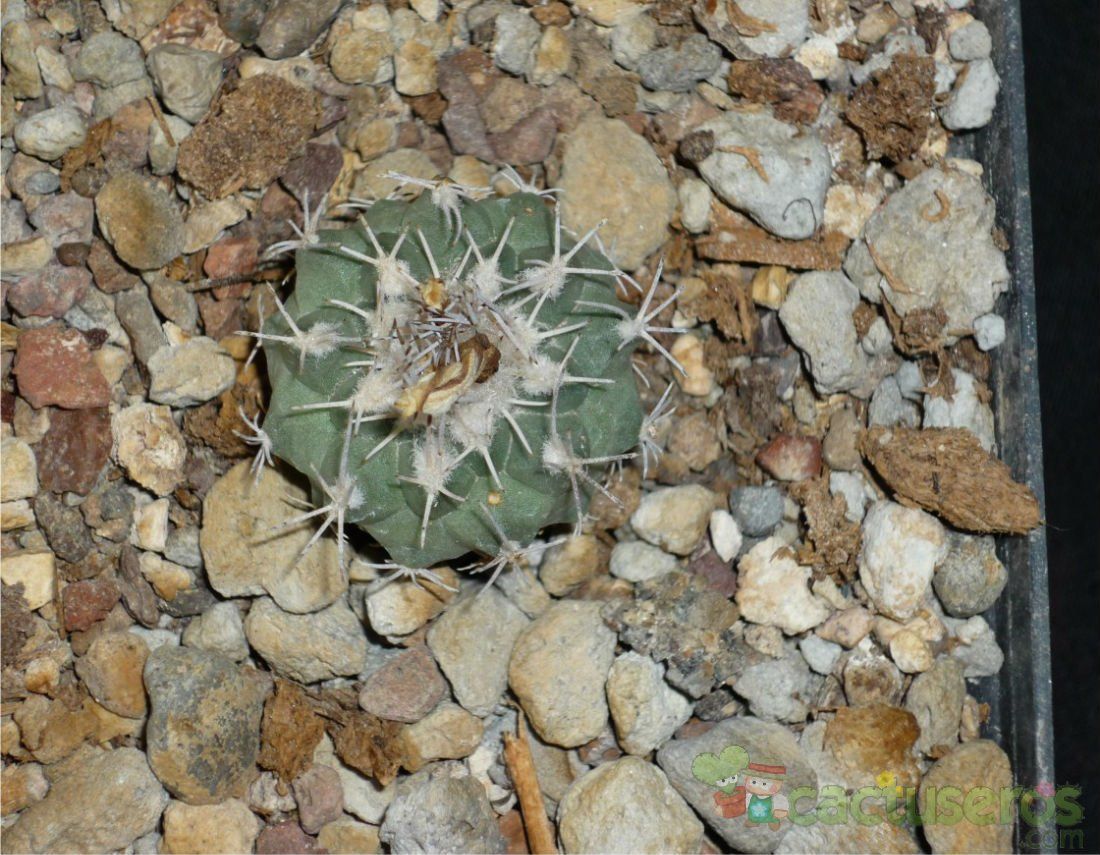 Una foto de Turbinicarpus hoferi