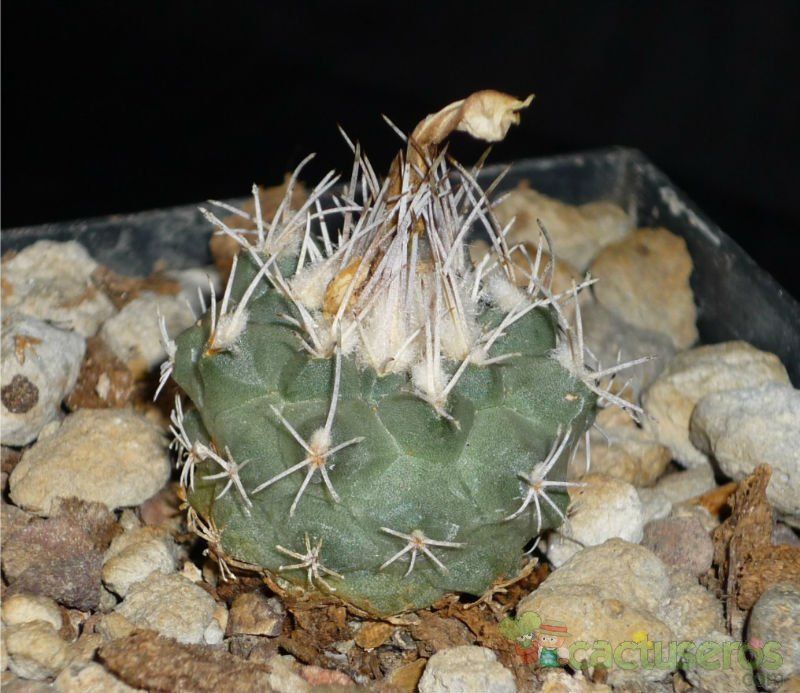 Una foto de Turbinicarpus hoferi