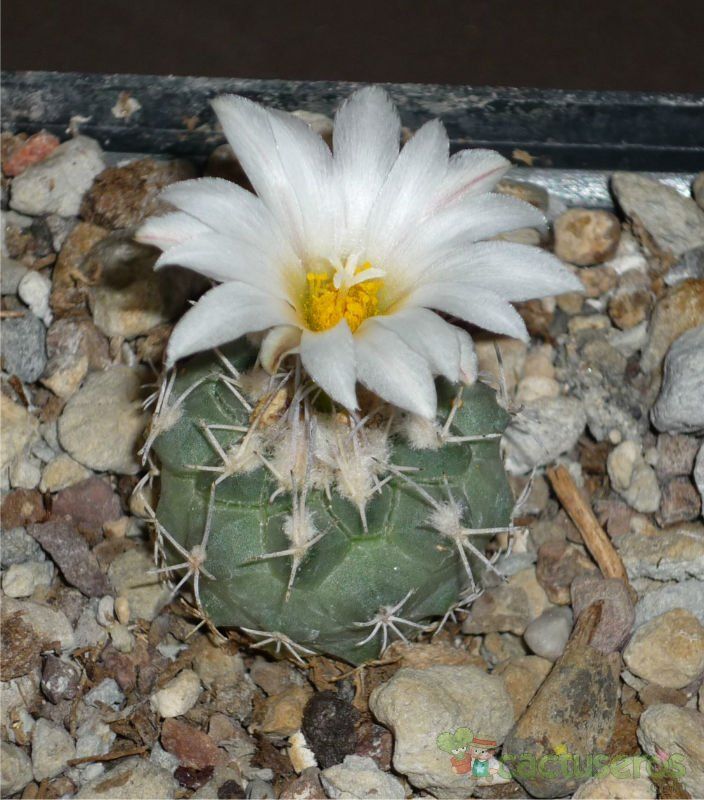 Una foto de Turbinicarpus hoferi