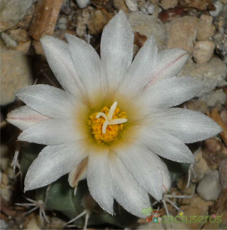 Una foto de Turbinicarpus hoferi