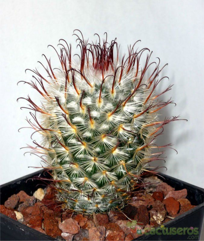 Una foto de Mammillaria bombycina cv. Split Spines