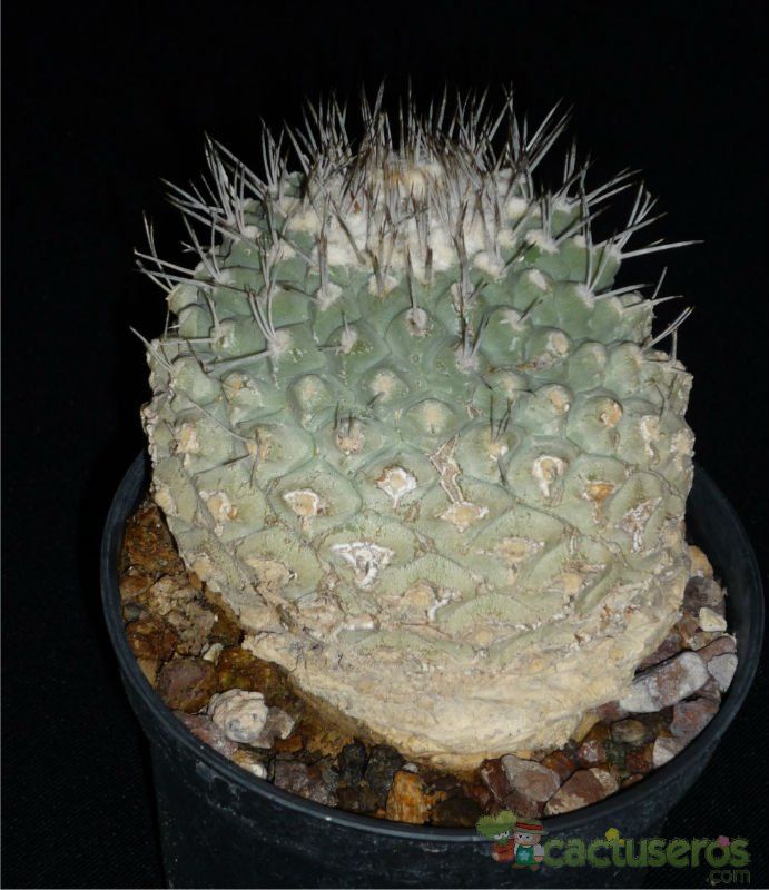 A photo of Strombocactus corregidorae  
