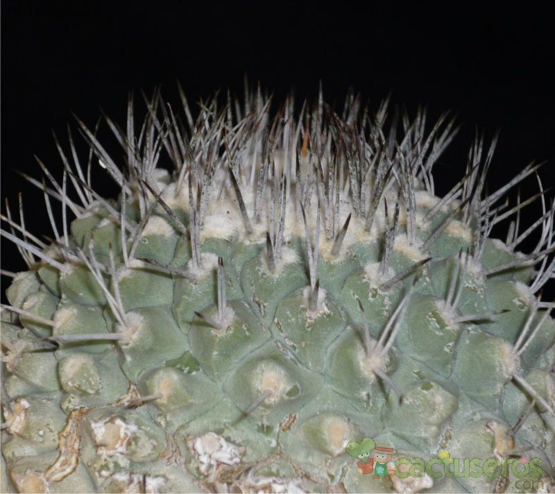A photo of Strombocactus corregidorae  
