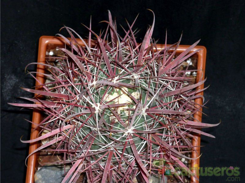 A photo of Ferocactus gracilis ssp. coloratus