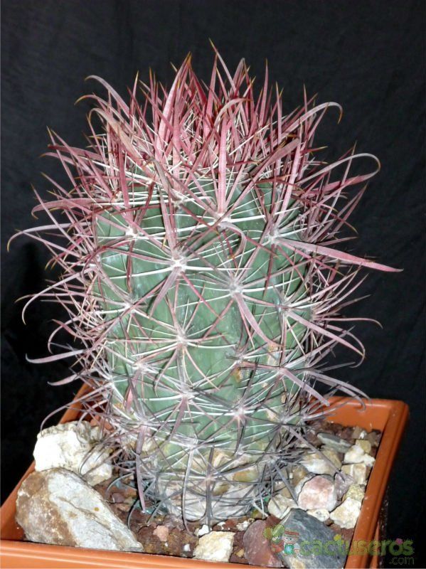 Una foto de Ferocactus gracilis ssp. coloratus