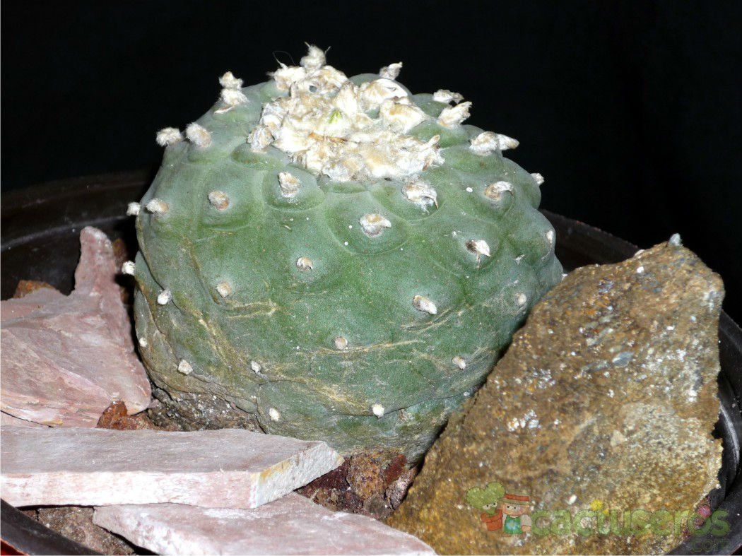 A photo of Lophophora diffusa