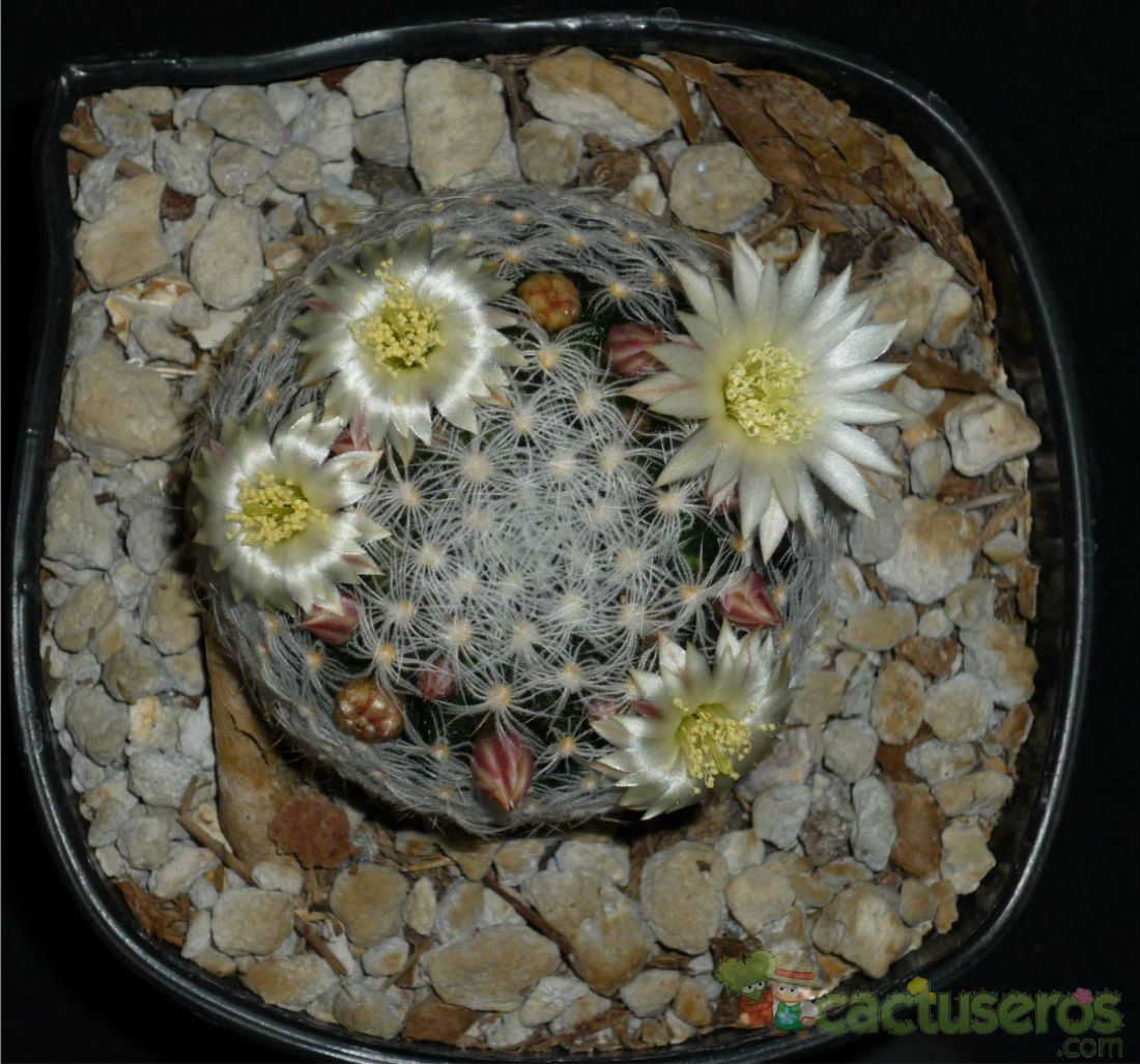 A photo of Mammillaria duwei
